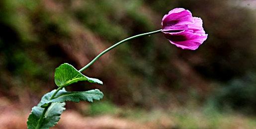 点阵风生存建造新游《Miniland》新预告 上架Steam